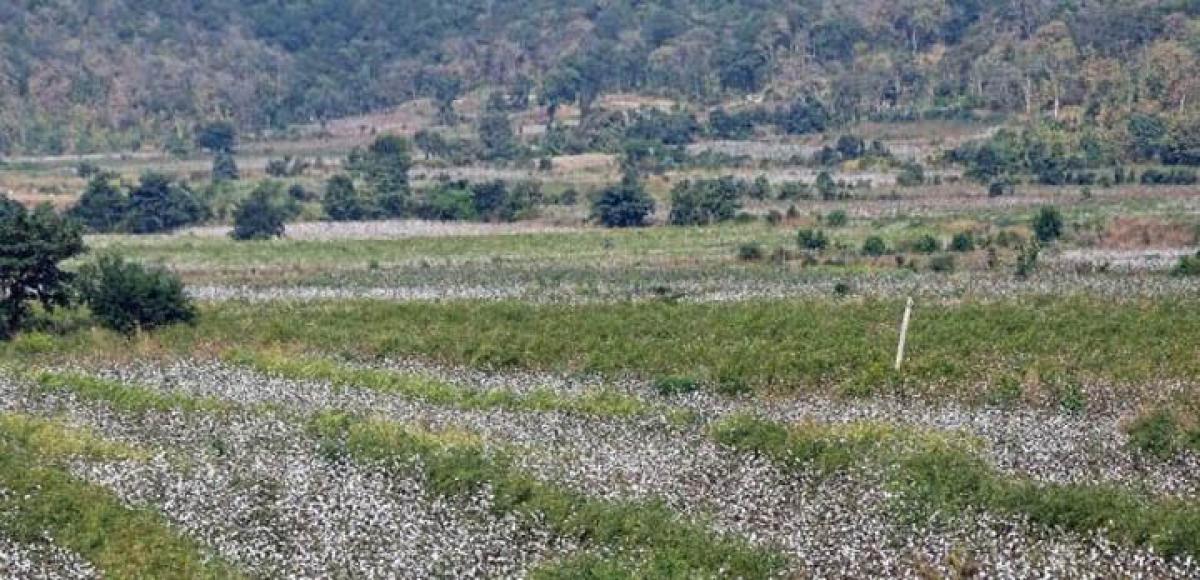 Tribal Cotton farmers​ losing incentives due to lack of awareness​